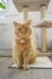 Sämi, der Hauskater der Soteria Bern - igs Bern
